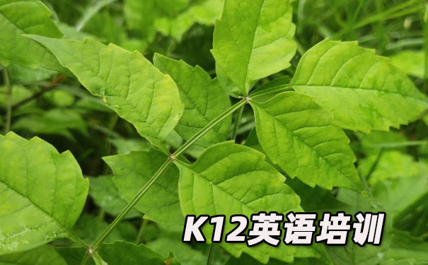 福州K12英语教育-品牌机构排名  