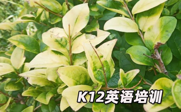 福州晋安区K12英语教育-品牌机构排名