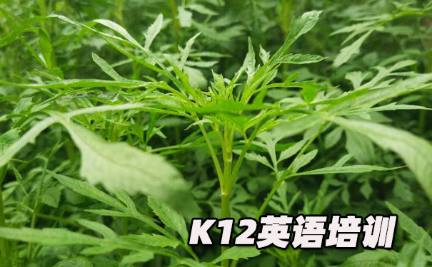重庆九龙坡区K12英语教育-品牌机构排名