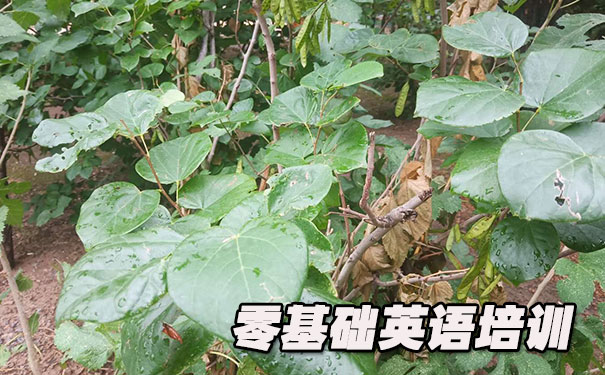 广州天河区零基础学英语_方法_视频_软件