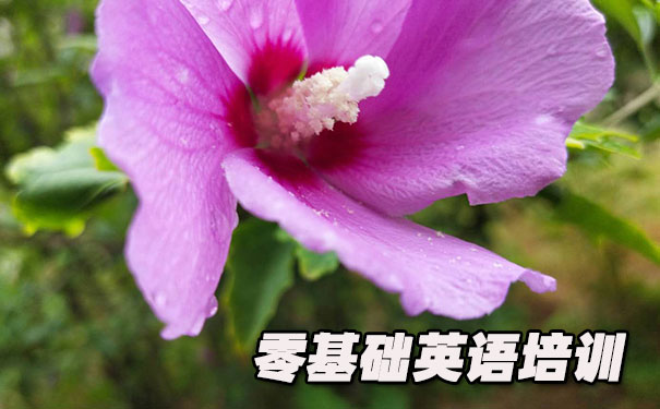 中山东区零基础学英语_方法_视频_软件