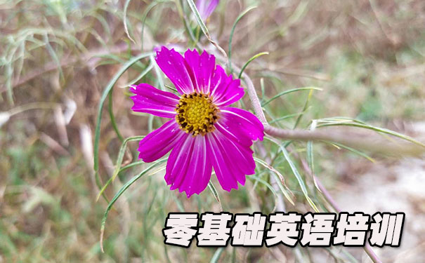 中山零基础学英语_方法_视频_软件