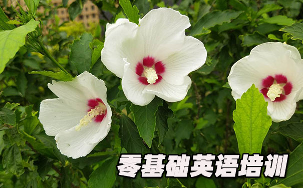 昆明五华区零基础学英语_方法_视频_软件
