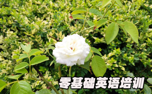 长沙岳麓区零基础学英语_方法_视频_软件