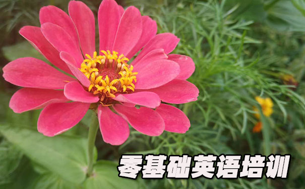 惠州惠城区零基础学英语_方法_视频_软件