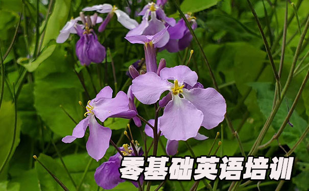 惠州零基础学英语_方法_视频_软件
