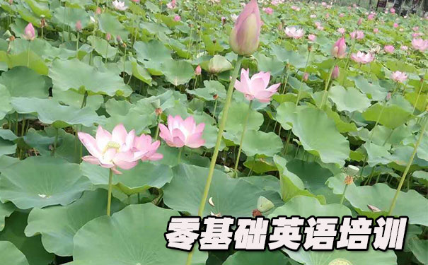 江门零基础学英语_方法_视频_软件