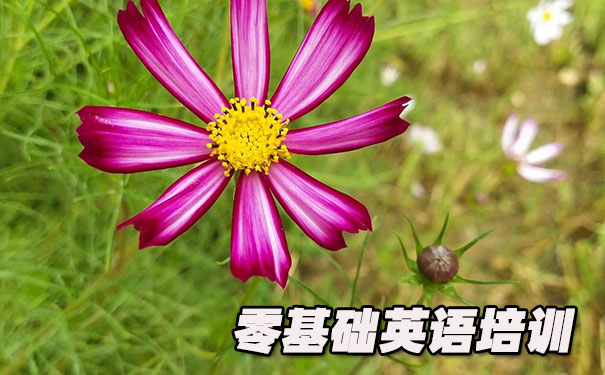 北京朝阳区零基础学英语_方法_视频_软件