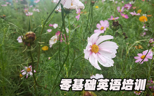 合肥政务区零基础学英语_方法_视频_软件