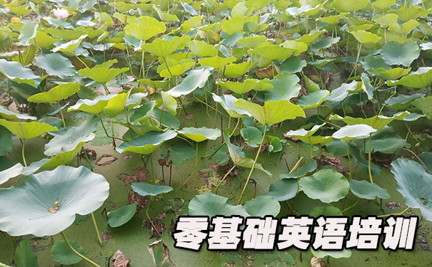 西安碑林区零基础学英语_方法_视频_软件