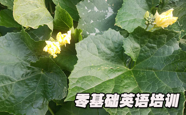 合肥滨湖新区零基础学英语_方法_视频_软件