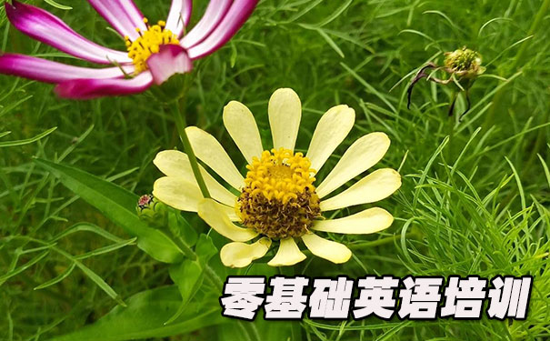 重庆渝中区零基础学英语_方法_视频_软件