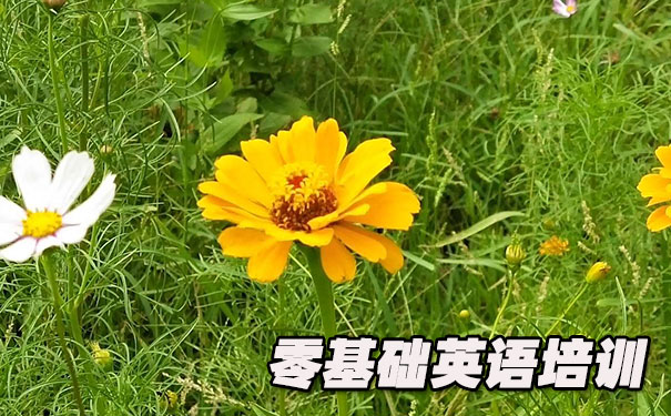 重庆零基础学英语_方法_视频_软件