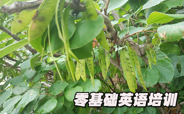 成都成华区零基础学英语_方法_视频_软件