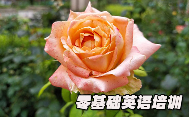 成都青羊区零基础学英语_方法_视频_软件