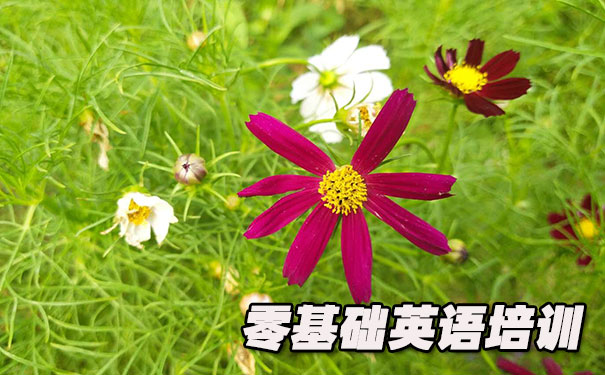 福州晋安区零基础学英语_方法_视频_软件