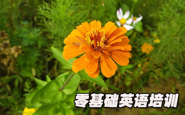 杭州滨江区零基础学英语_方法_视频_软件