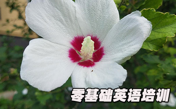 杭州零基础学英语_方法_视频_软件