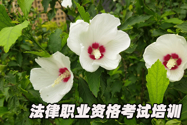 山东法律职业资格证考试培训班