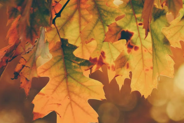 襄阳心理咨询师培训机构有哪些