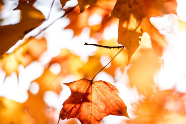 襄阳心理咨询师培训学校