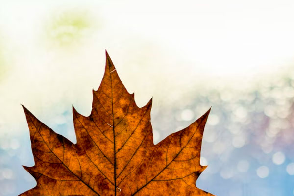 黄石心理咨询师培训学校有哪些