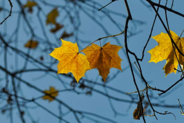 咸宁心理咨询师培训机构哪家好