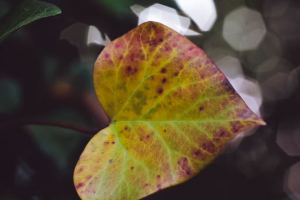 南充心理咨询师培训报名
