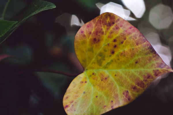 贵阳心理咨询师培训的费用