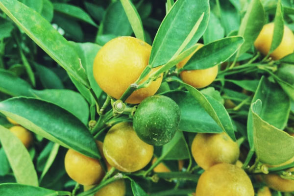 遵义心理咨询师培训机构哪家好