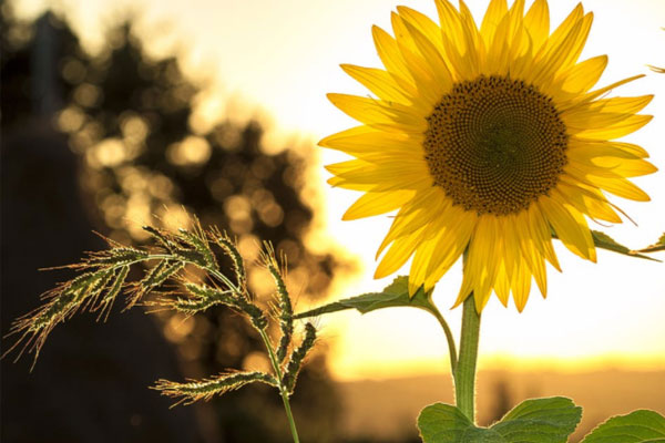 珠海心理咨询师培训学校哪个好