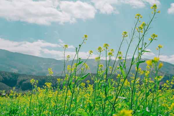 驻马店乡村规划师培训班_费用多少钱