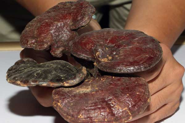 周口中医师承怎么报名